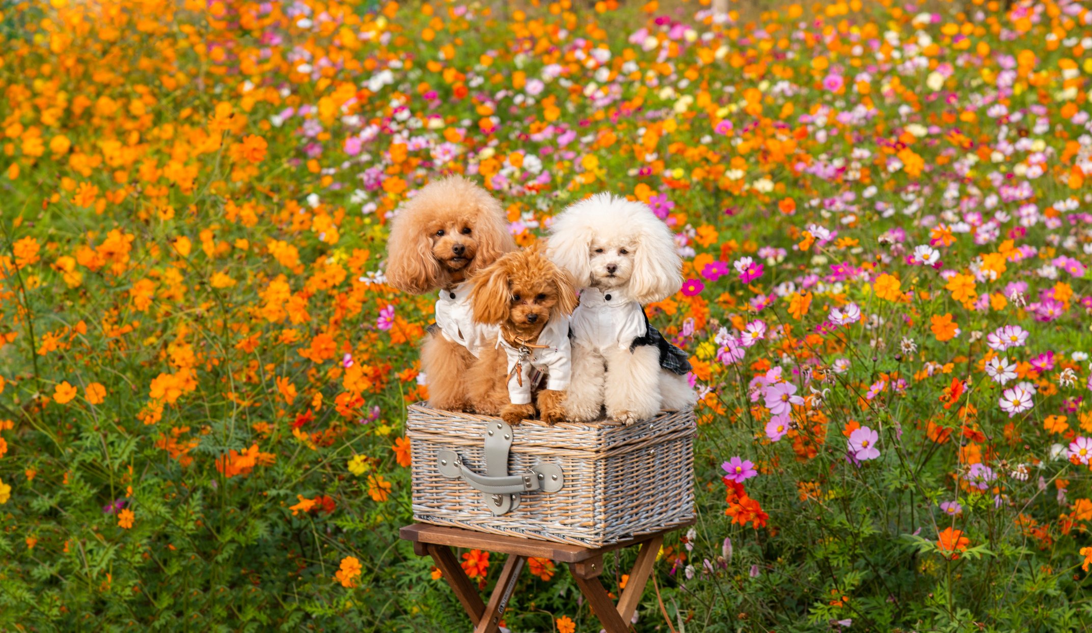 3 toy poodles